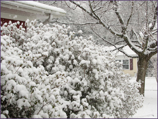 snow in front yard