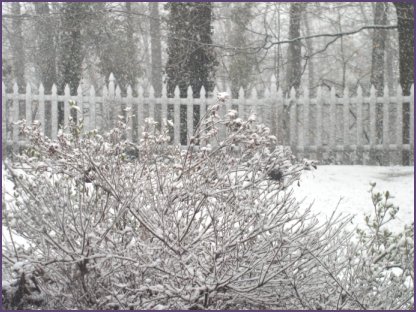 Snow in my backyard