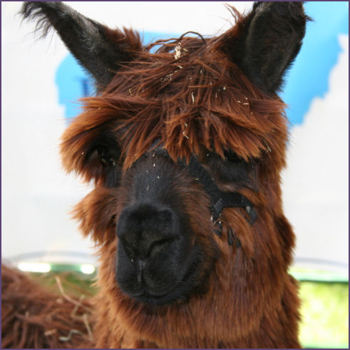 alpaca