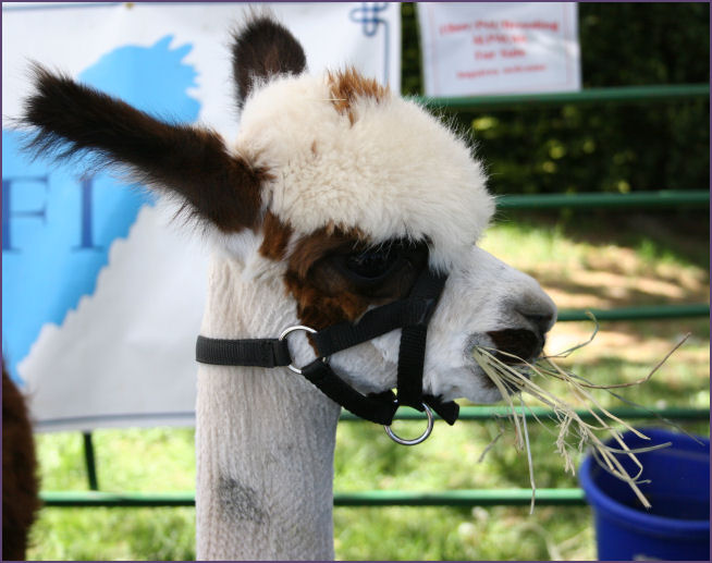 alpaca