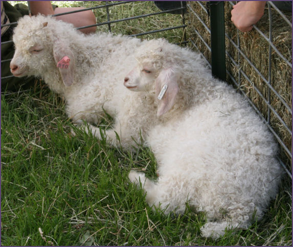 lambs
