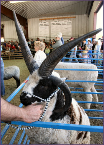 ram with horns
