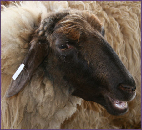 long haired sheep
