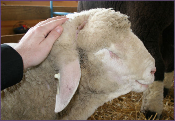 sheep getting petted is smiling