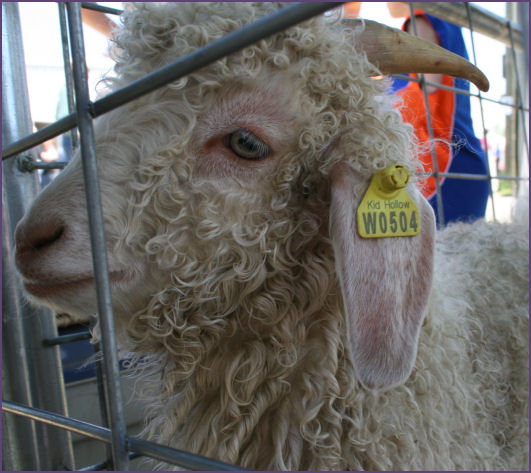sheep behind fence