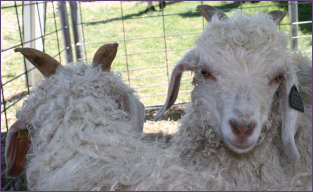 more sheep