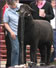 One BIG Black Sheep