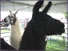 Love the Llamas!