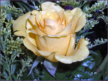 closeup of yellow rose