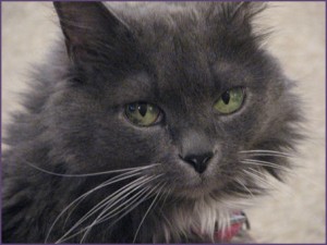 Zoe the Cat