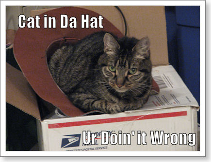 cat sitting inside a hat