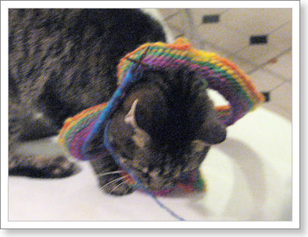 cat with head through knitting on circular needles cat with head through knitting on circular needles