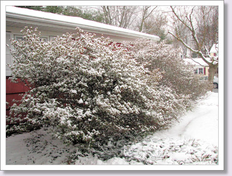 snow in the bushes