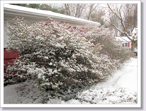 snow in the bushes snow in the bushes