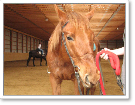 The horse poses for a photo The horse poses for a photo