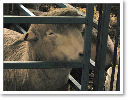 Baah! Baah!