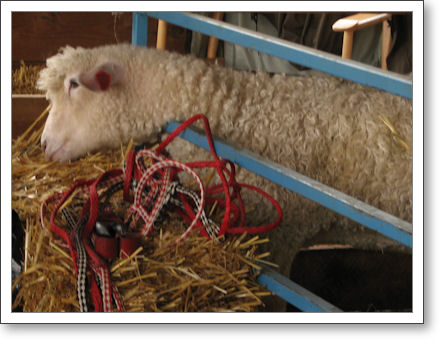Baah! Baah!
