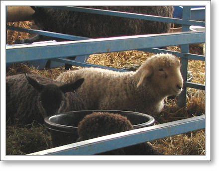 Baah! Baah!