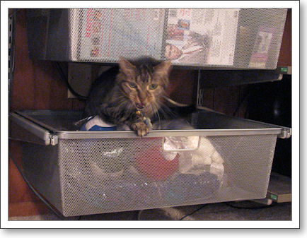 Cat in bin Cat in bin