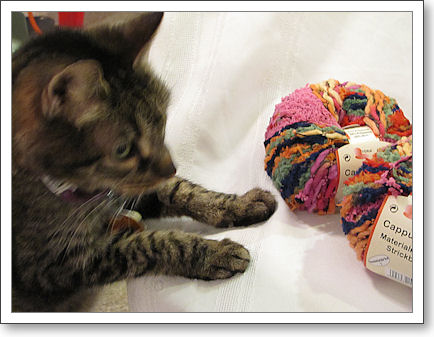 Kitty wants the yarn Kitty wants the yarn