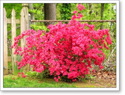 hot pink azaleas in the backyard