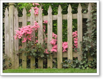 pink azaleas behind the back fence
