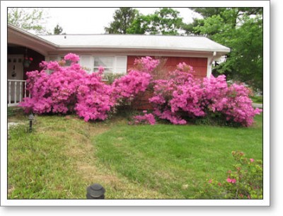 The world's ugliest azaleas; these babies are getting hacked after the blooming time