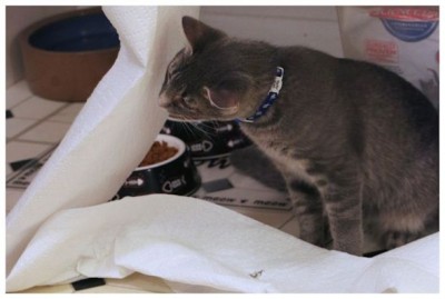 cats playing with paper towels