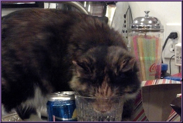 Cat drinking from water glass