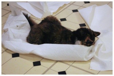 cats playing with paper towels