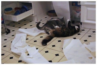 cats playing with paper towels