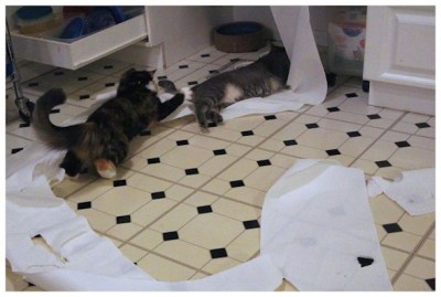 cats playing with paper towels