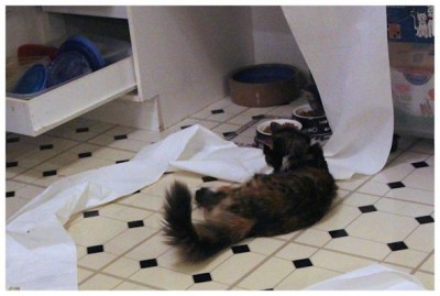 cats playing with paper towels