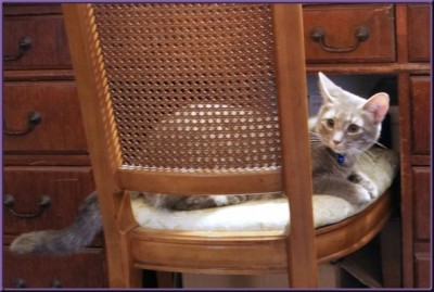 Clyde sitting on a chair