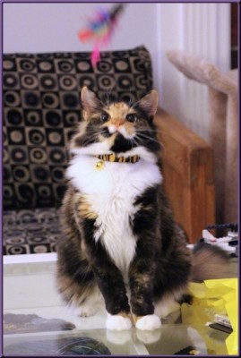 bonny staring at toy