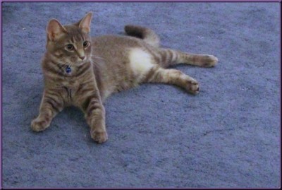 clyde laying down