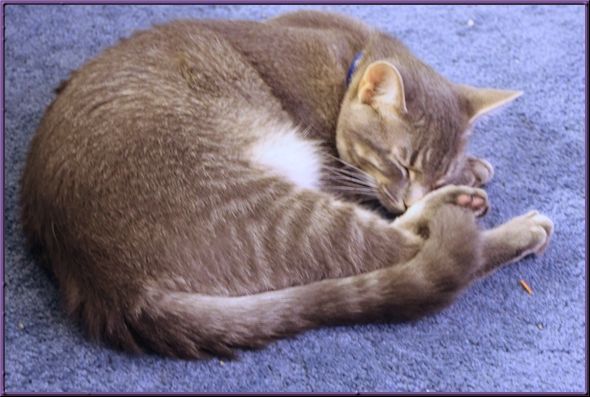 Clyde naps on the rug.