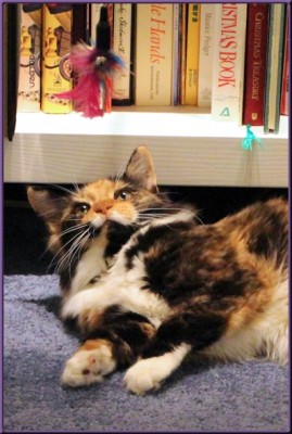 Bonny watching her favorite feather toy dangling overhead