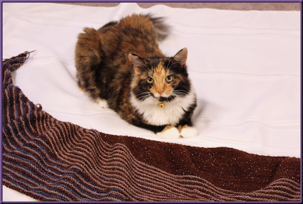 Bonny helps with the knitting