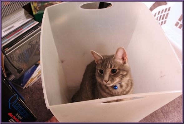 Clyde the cat sitting in the trash can