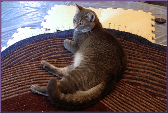 Clyde the Cat laying on the shawl