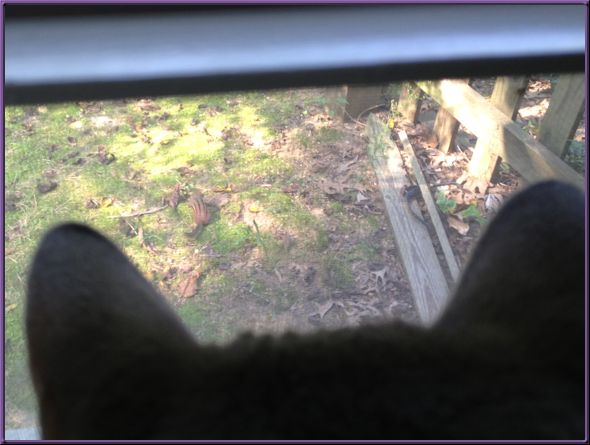 photo taken from behind cat's head as he's staring out a window at a chipmunk below.