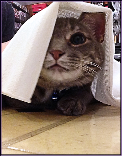 Clyde the grey tabby peeking out from under a sheet