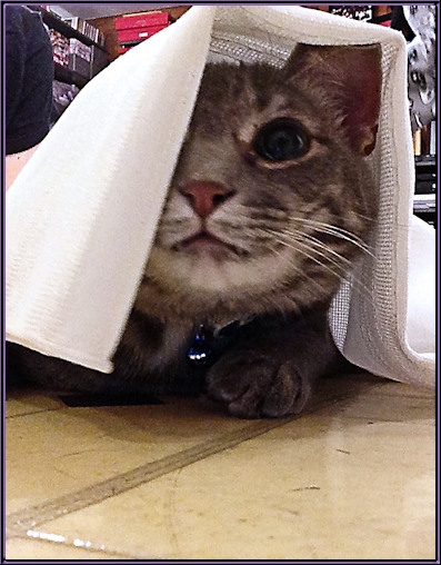 Clyde the grey tabby peeking out from under a sheet